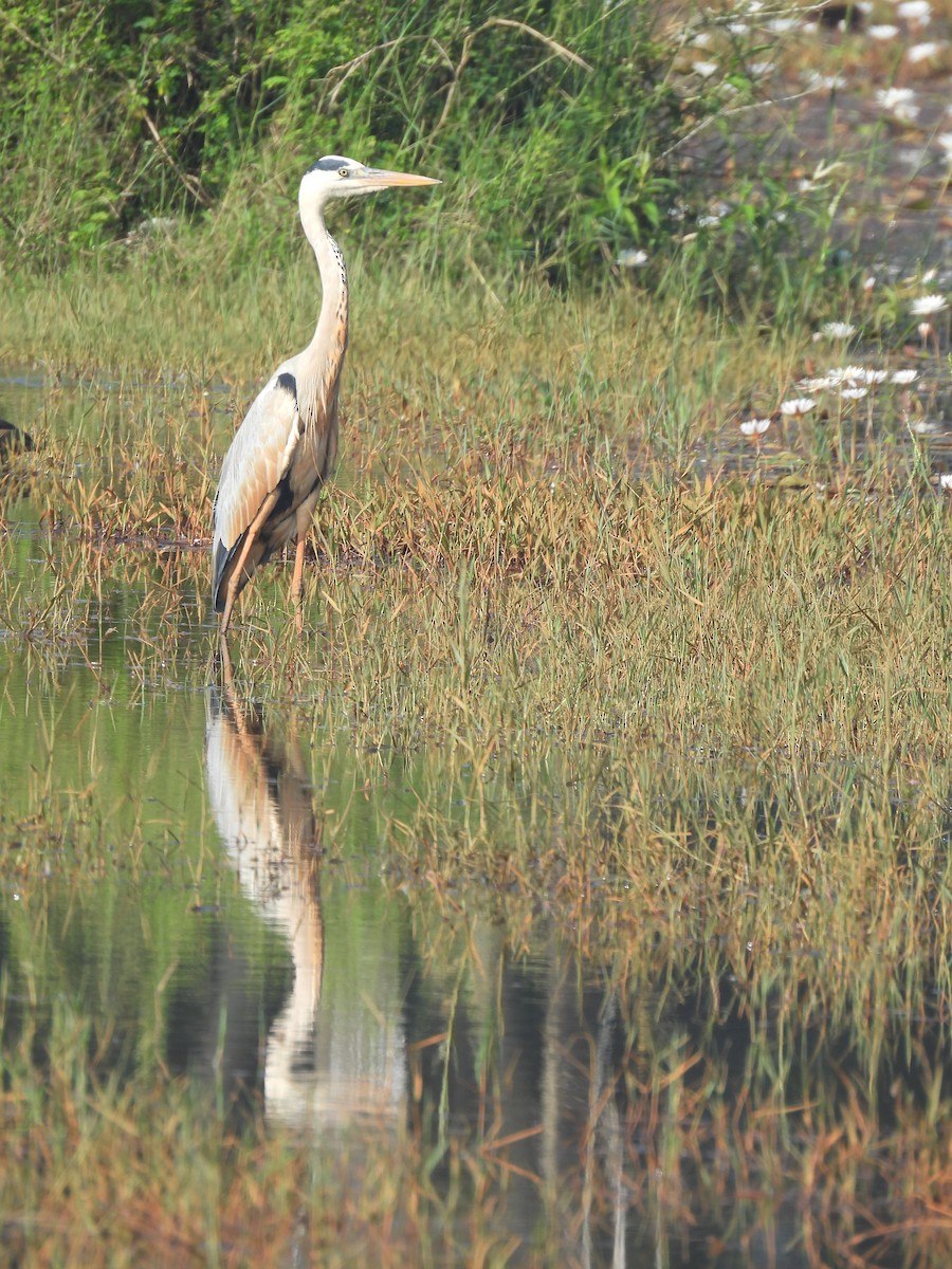 Gray Heron - ML646188403