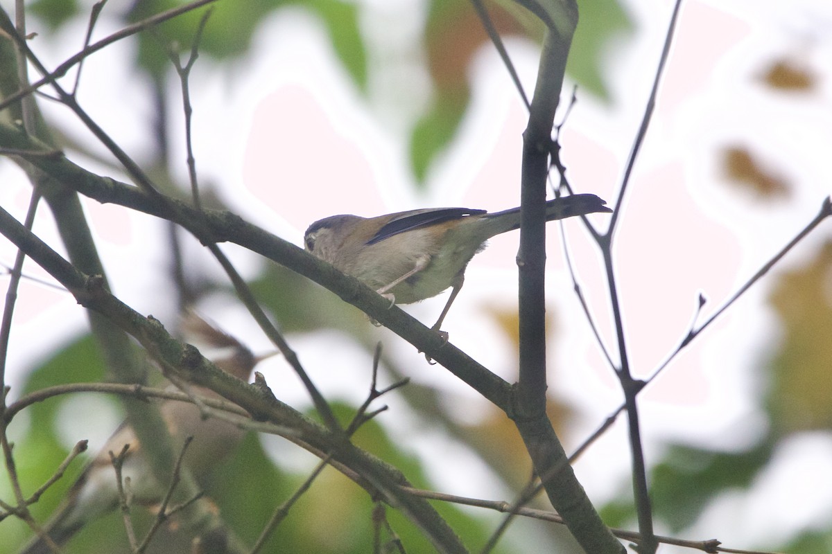 Blue-winged Minla - ML646188404