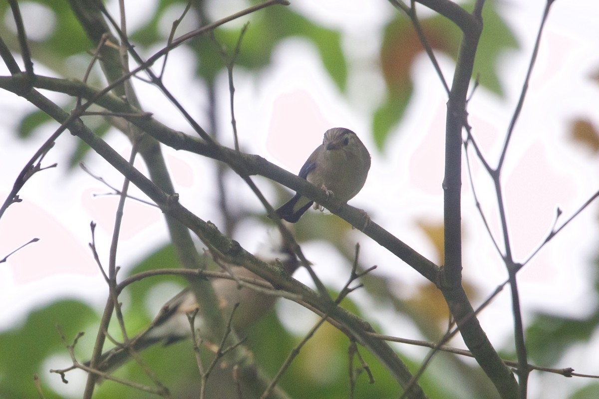 Blue-winged Minla - ML646188405