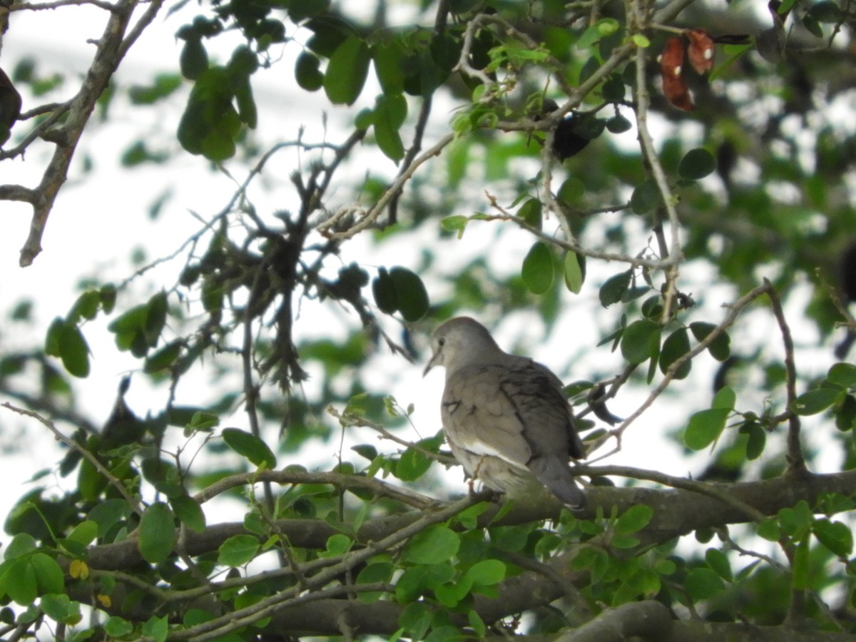 holoubek pikui - ML646188407