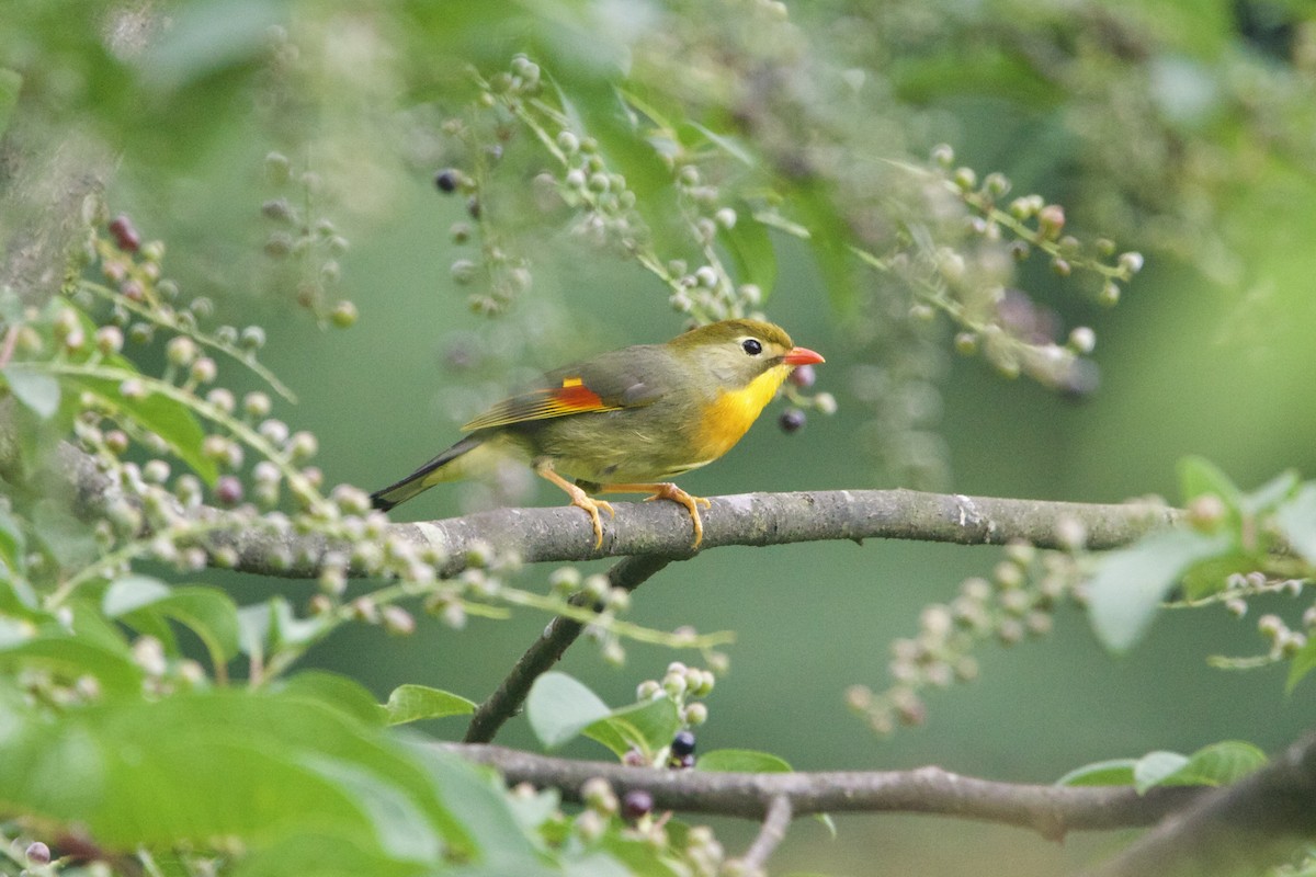 Red-billed Leiothrix - ML646188411