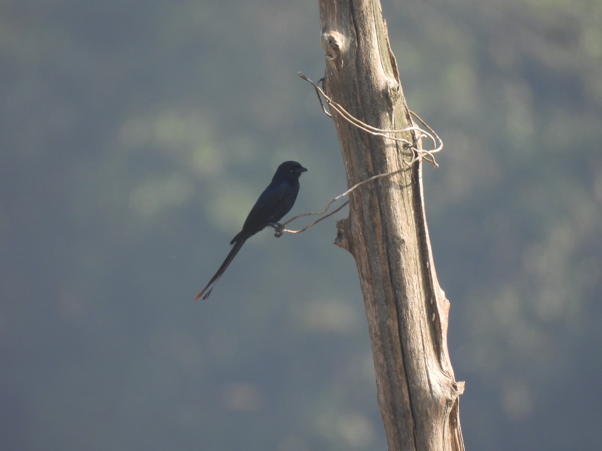 Black Drongo - ML646188417