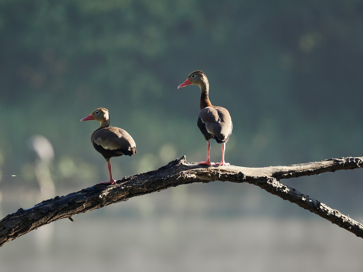 Black-bellied Whistling-Duck - ML646188419