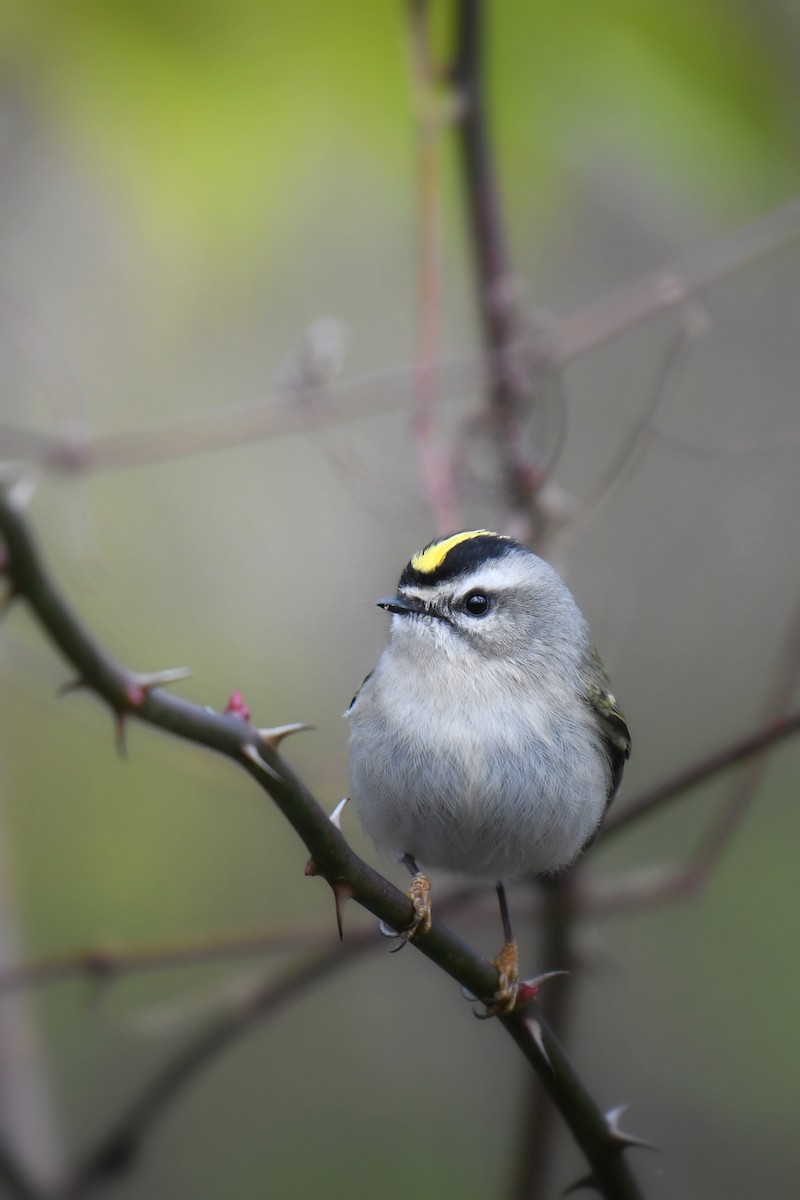 Golden-crowned Kinglet - ML646188421