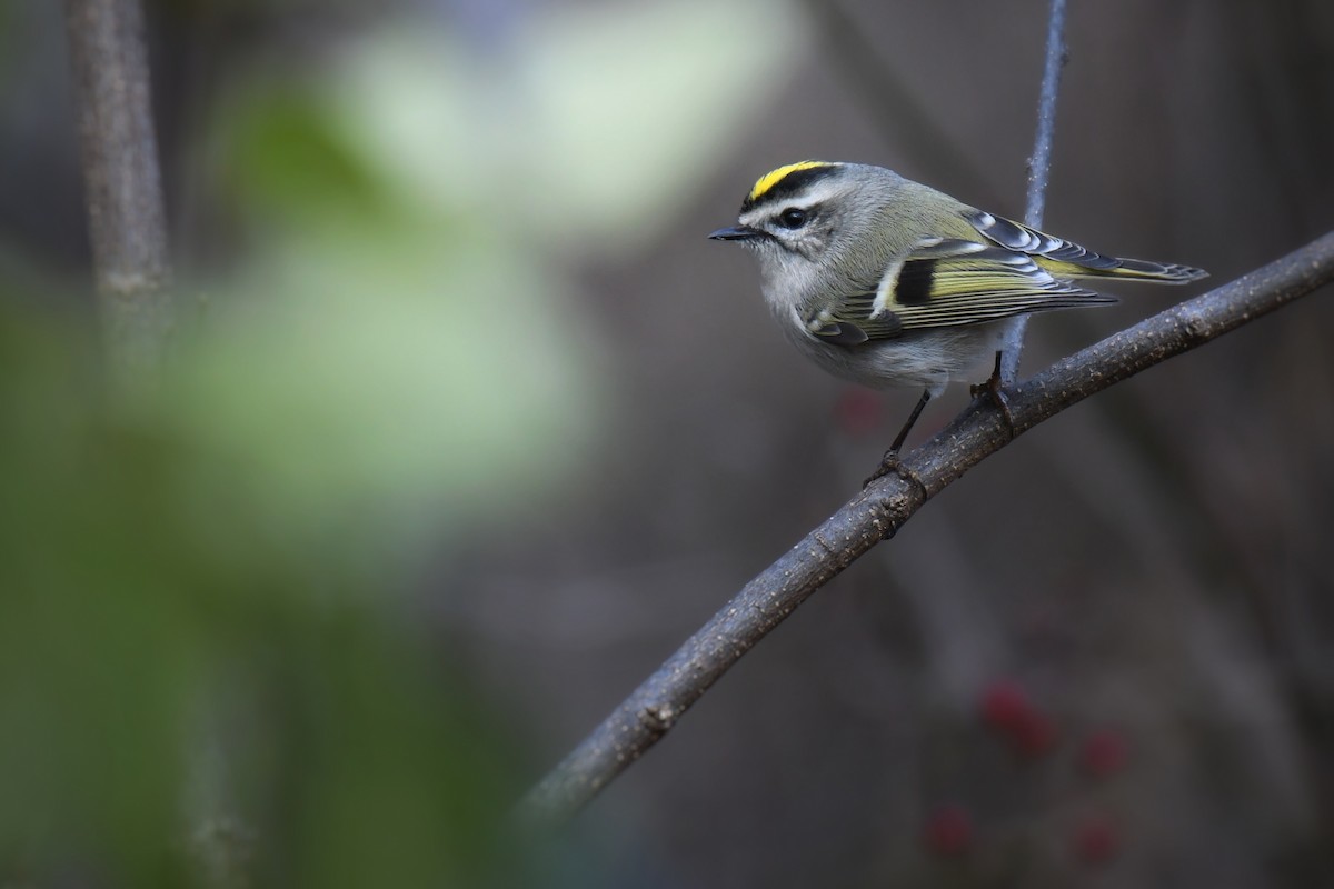 Golden-crowned Kinglet - ML646188422