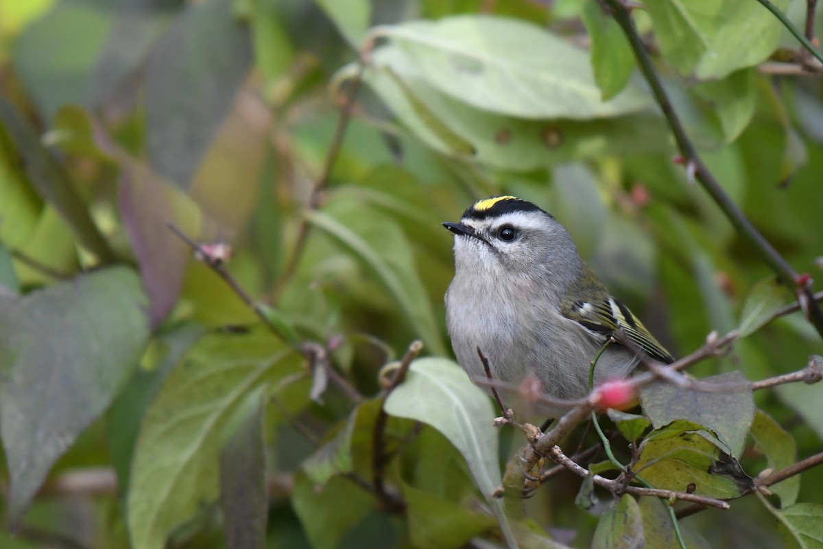 Golden-crowned Kinglet - ML646188423