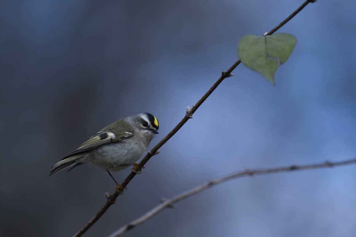Golden-crowned Kinglet - ML646188424