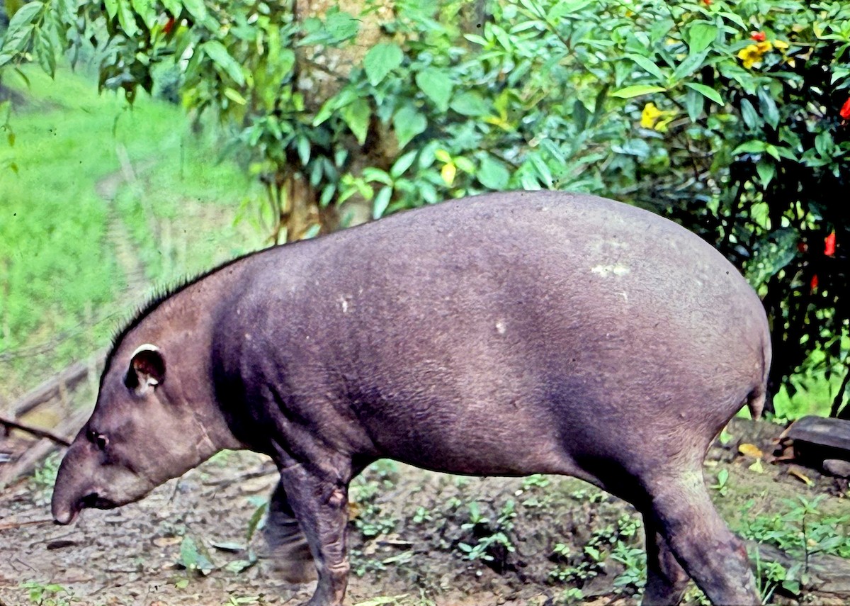 Animals - ML646188434