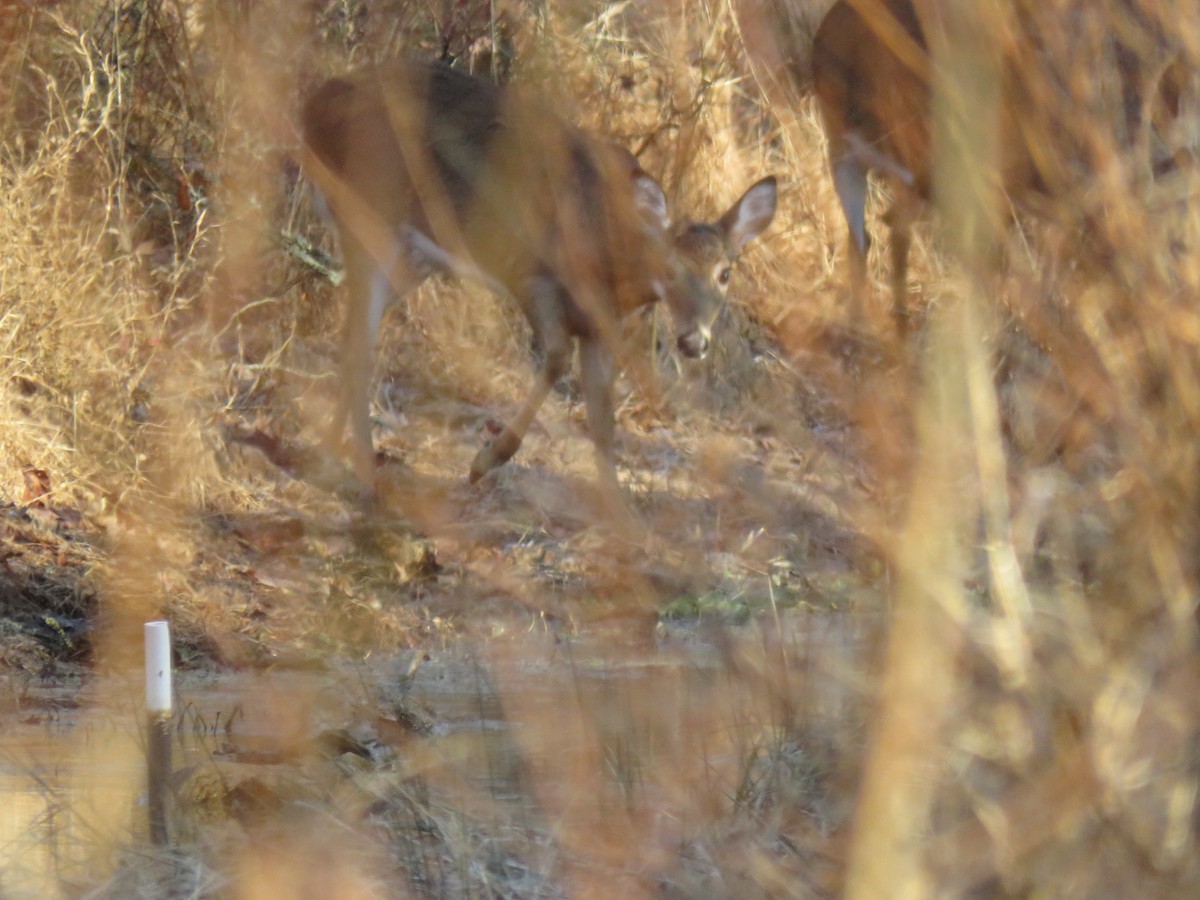 Animals - ML646188436