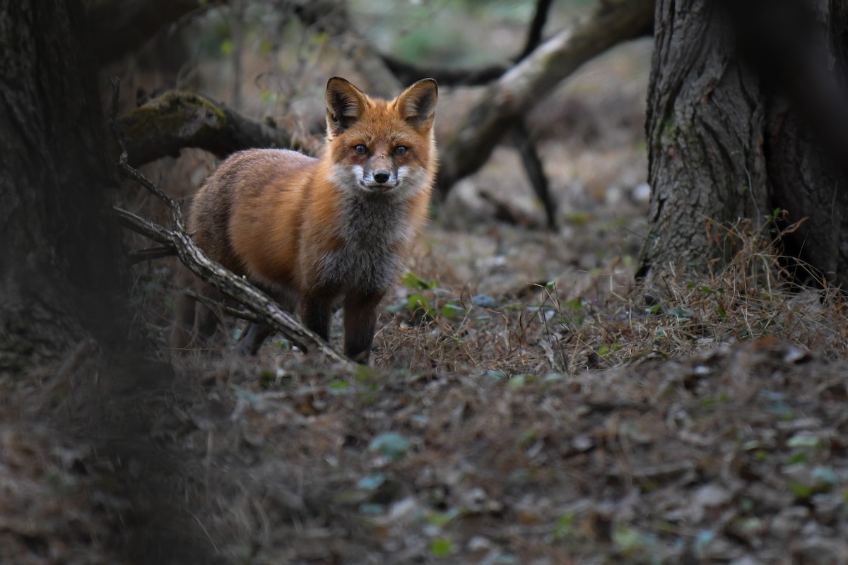 Red Fox - ML646188438