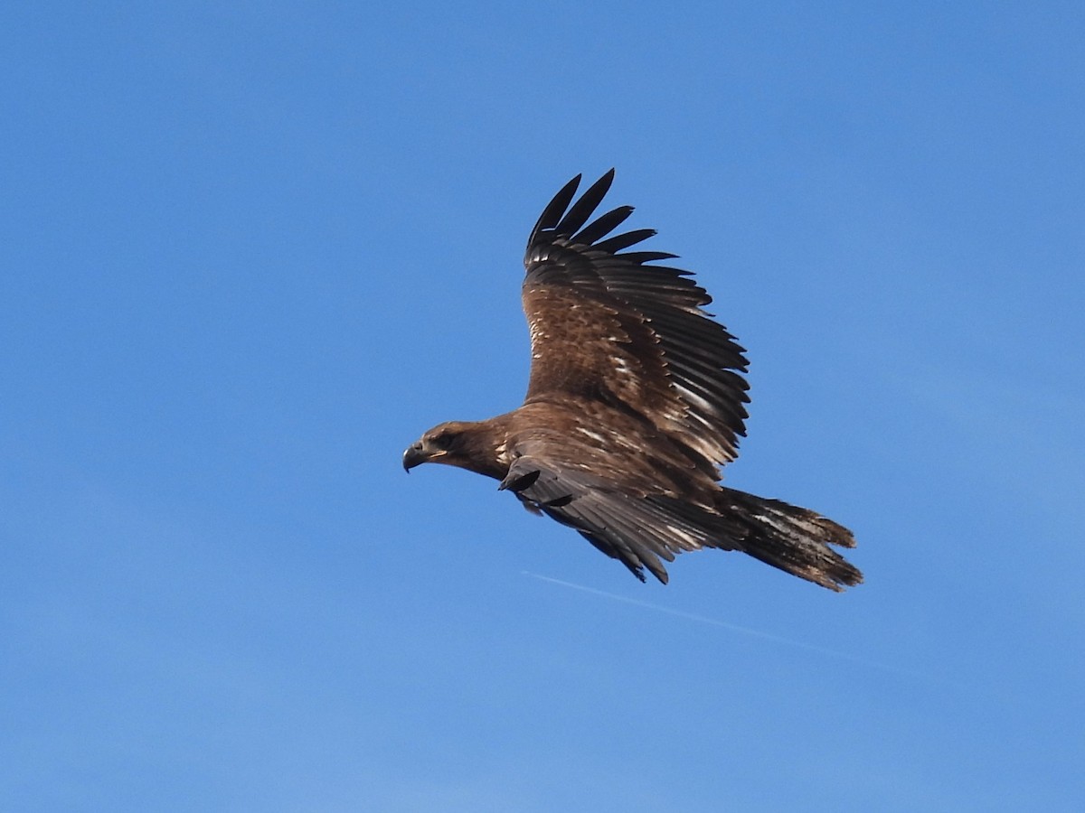 Bald Eagle - ML646188440