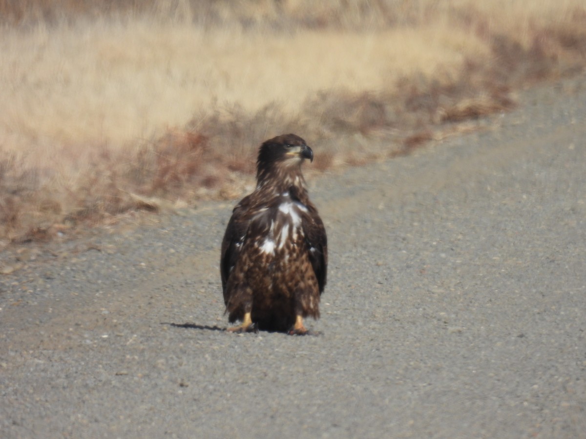 Bald Eagle - ML646188441