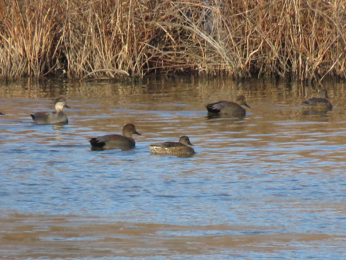 Ipar-ahatea - ML646188442