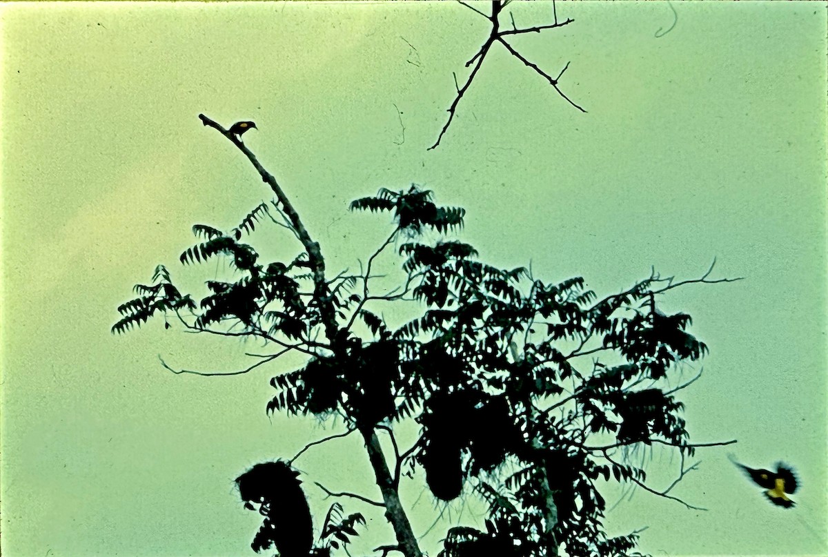 Yellow-rumped Cacique - ML646188443