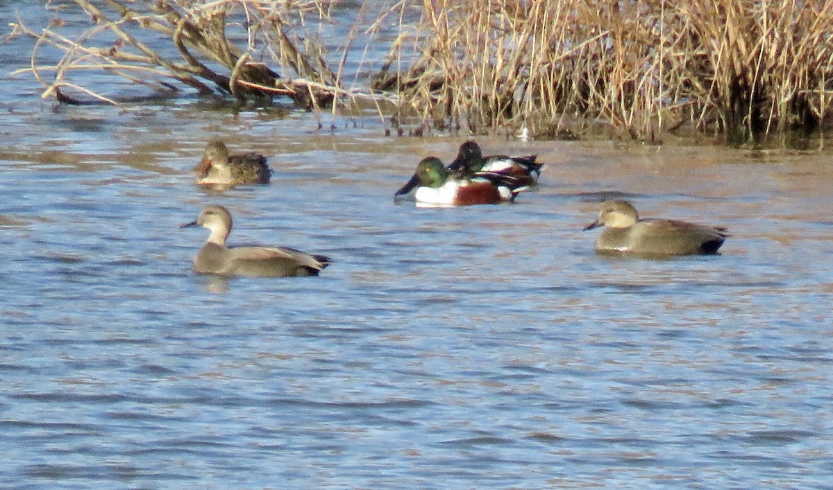 Northern Shoveler - ML646188444