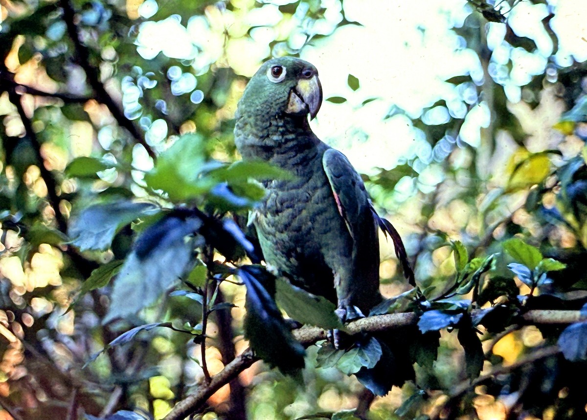 Mealy Amazon - ML646188449