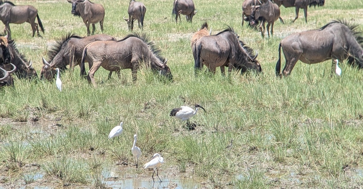 African Sacred Ibis - ML646188459