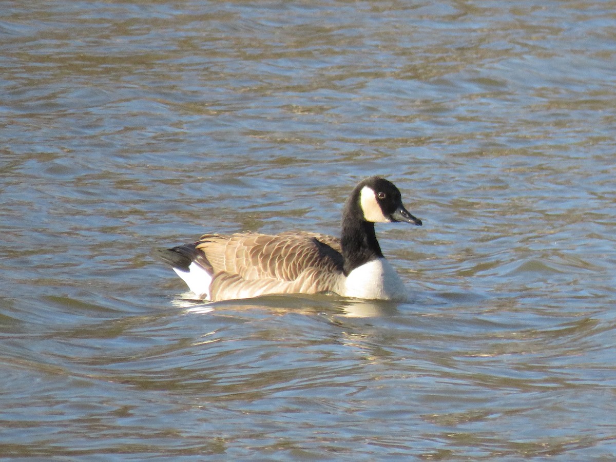 Canada Goose - ML646188462