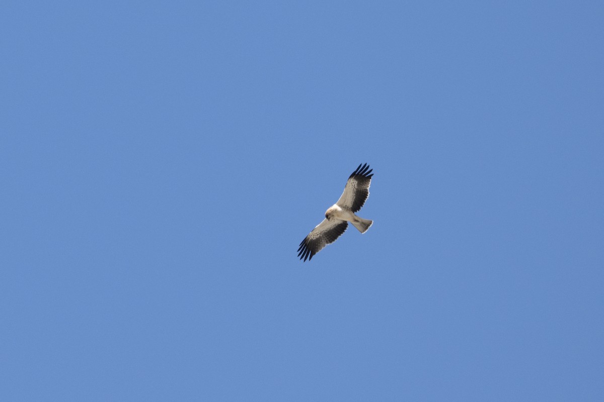 Booted Eagle - ML646188466