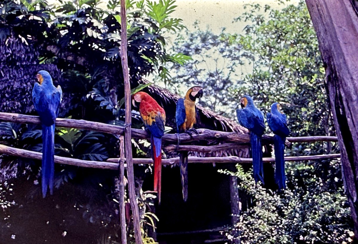 Blue-and-yellow Macaw - ML646188467