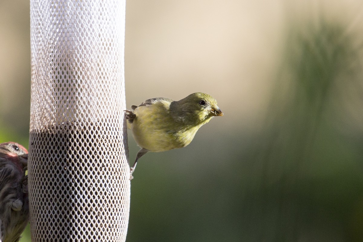 Lesser Goldfinch - ML646188477