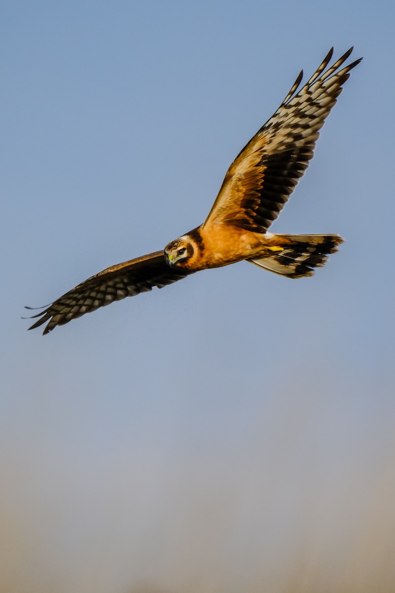 Pallid Harrier - ML646188478