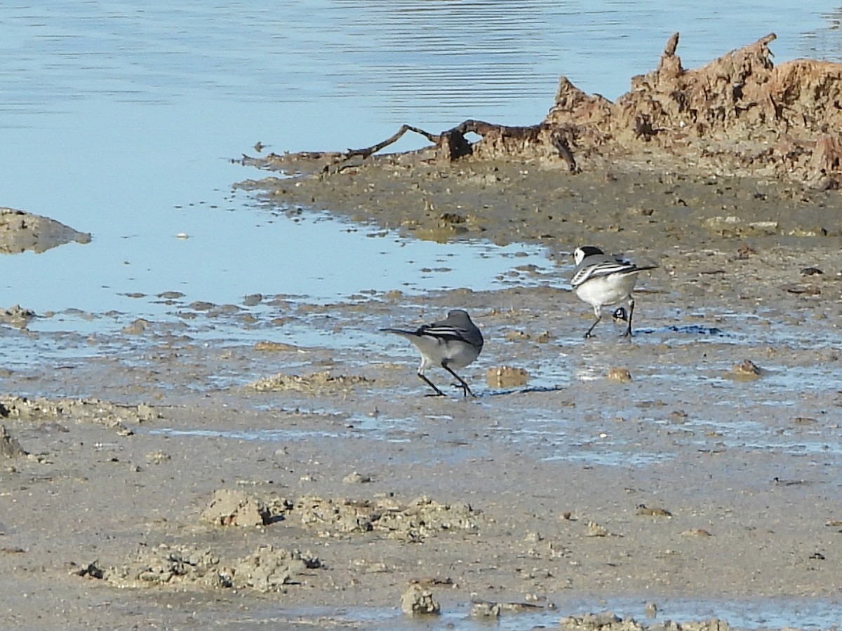 White Wagtail (White-faced) - ML646188479