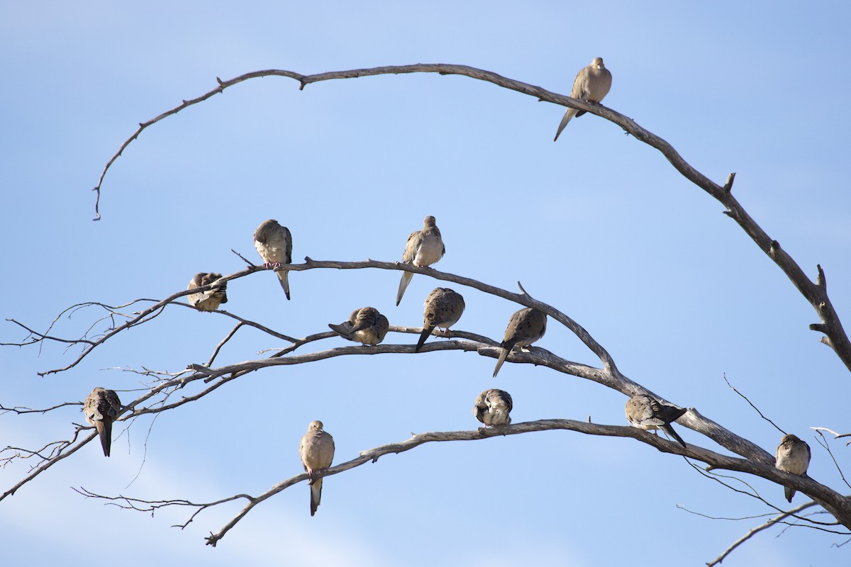 Mourning Dove - ML646188480