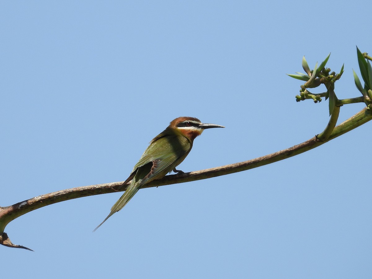 Olive Bee-eater - ML646188492