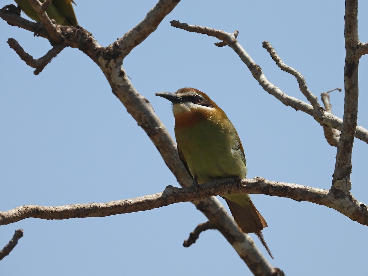 Olive Bee-eater - ML646188493