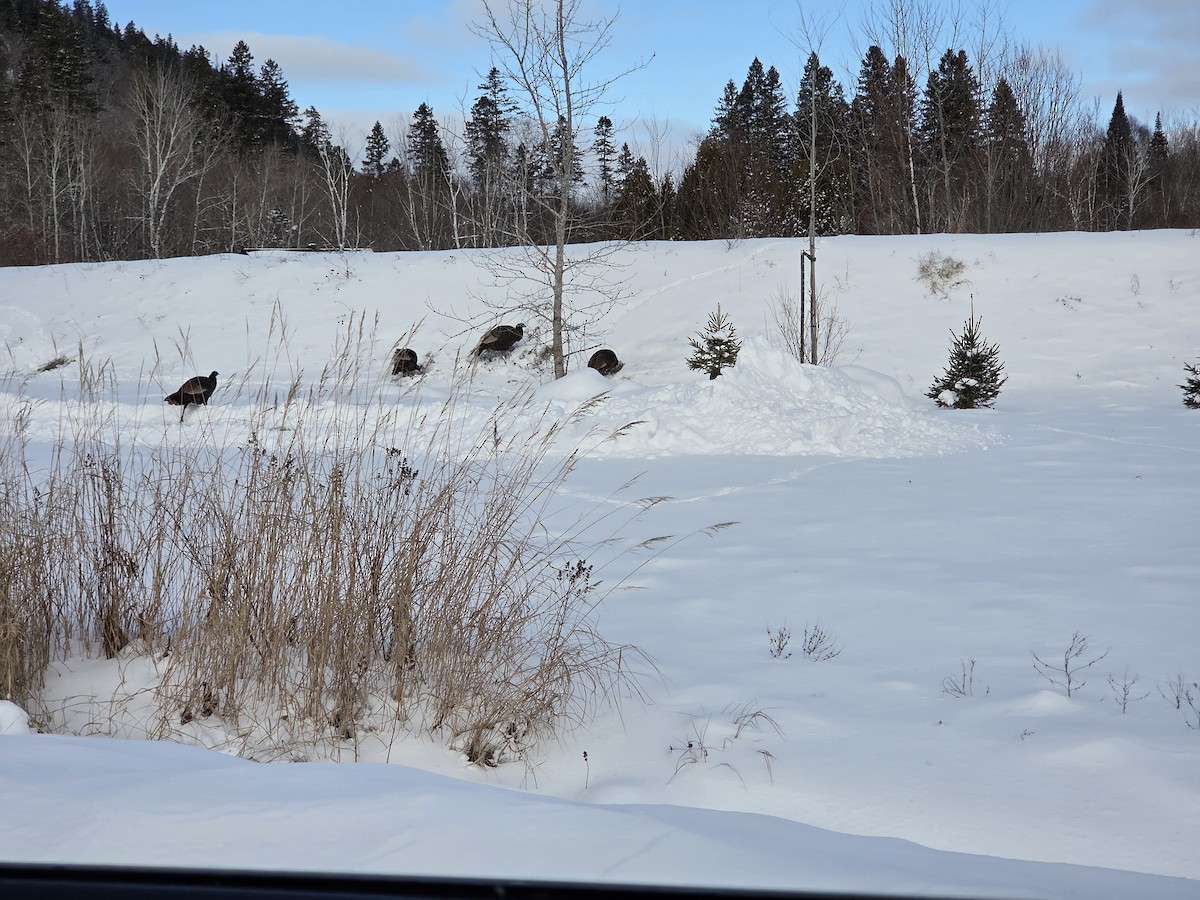 Indioilar arrunta - ML646188496