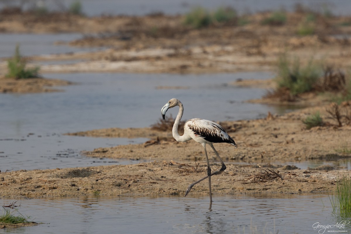 plameňák růžový - ML646188512