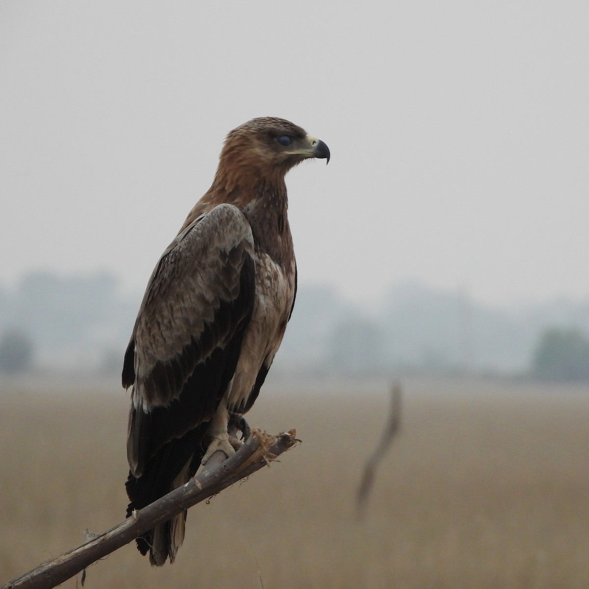 Tawny Eagle - ML646188515