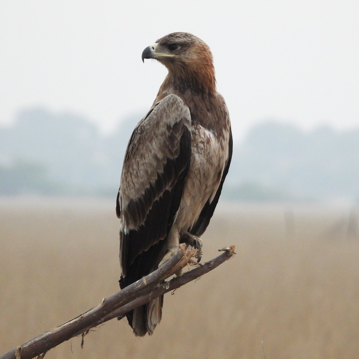 Tawny Eagle - ML646188516