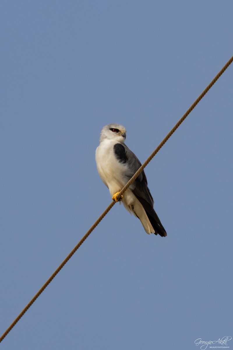 luněc šedý - ML646188524