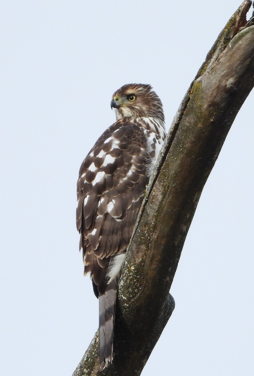 Cooper's Hawk - ML646188532