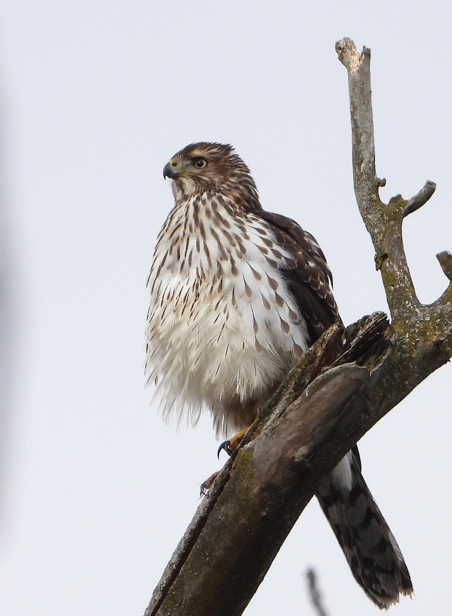 Cooper's Hawk - ML646188533