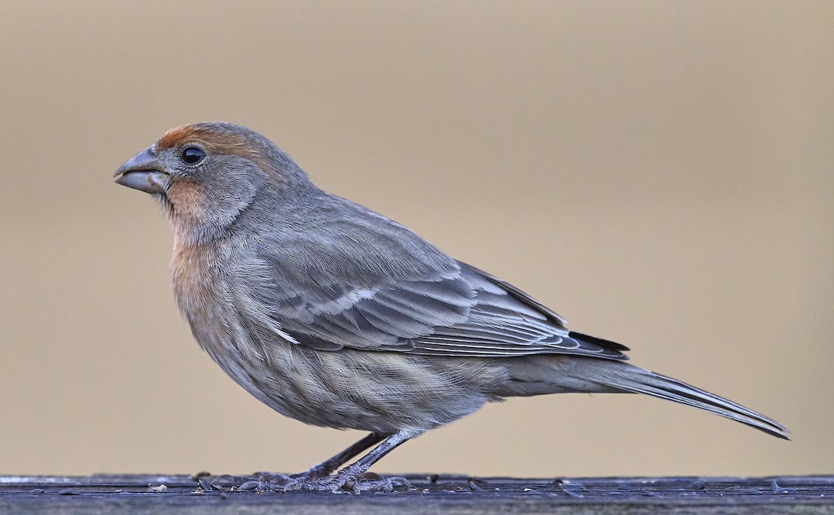 House Finch - ML646188537