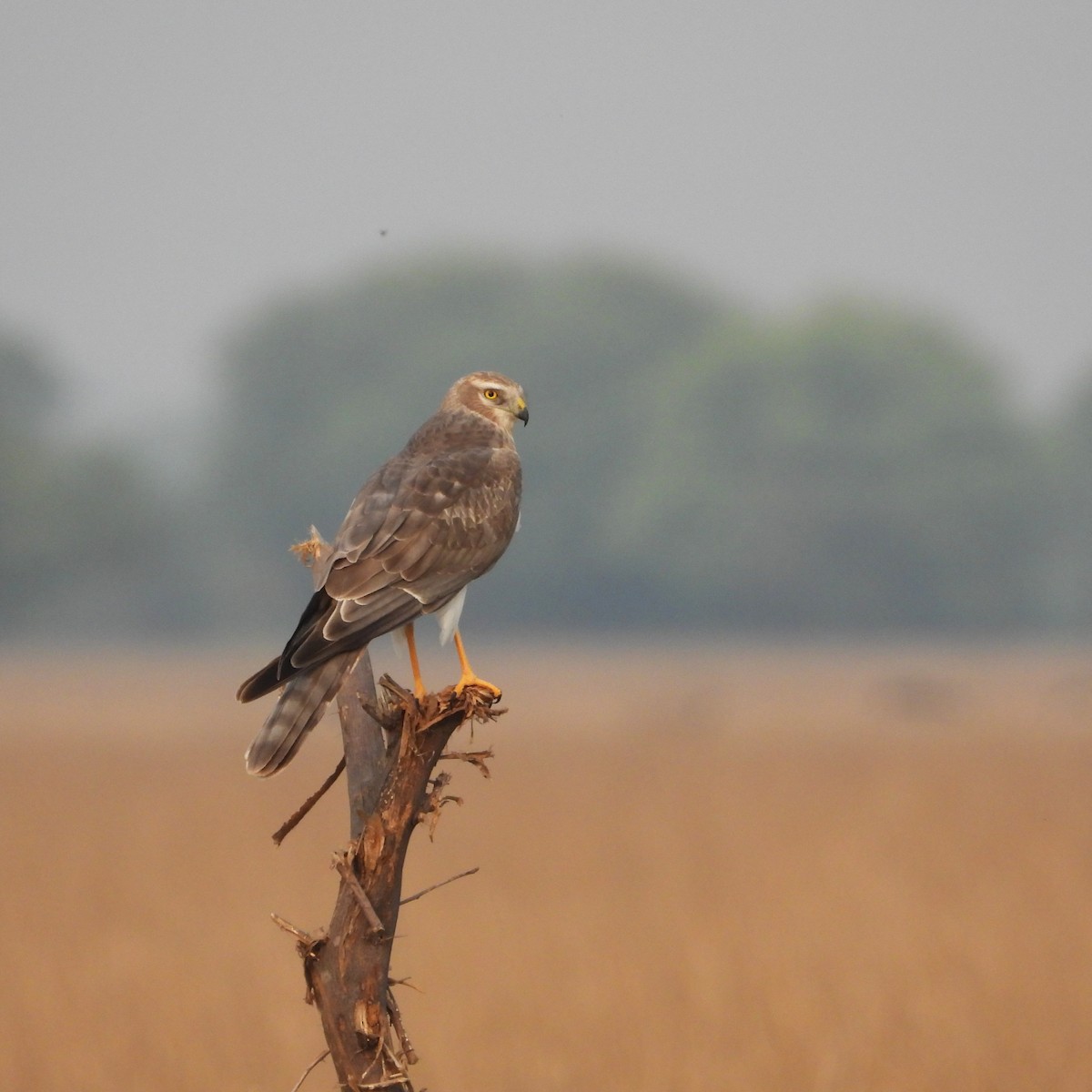 Aguilucho Papialbo - ML646188540