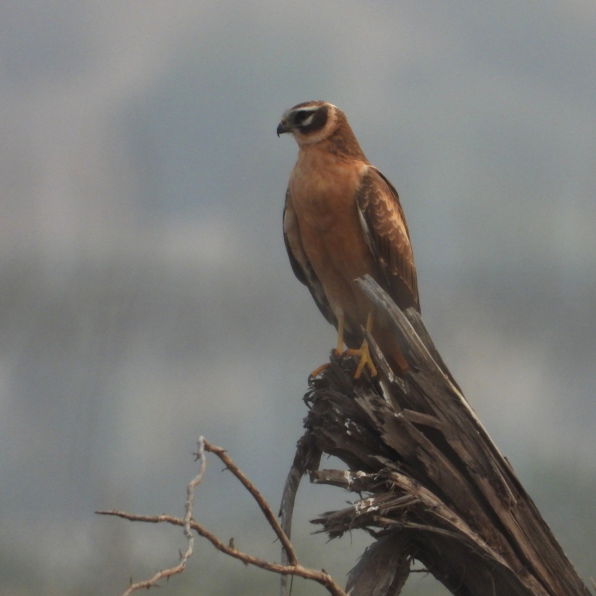 Aguilucho Papialbo - ML646188541