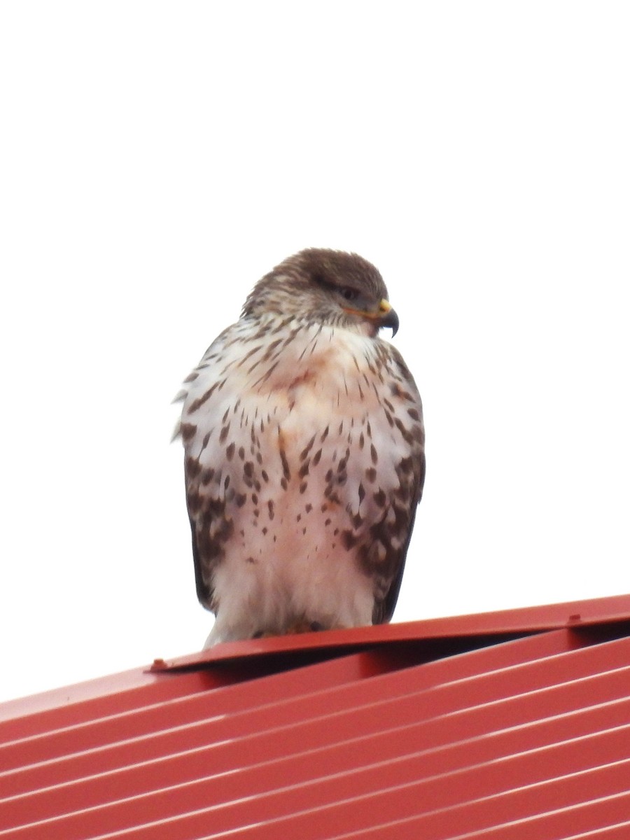 Ferruginous Hawk - ML646188542