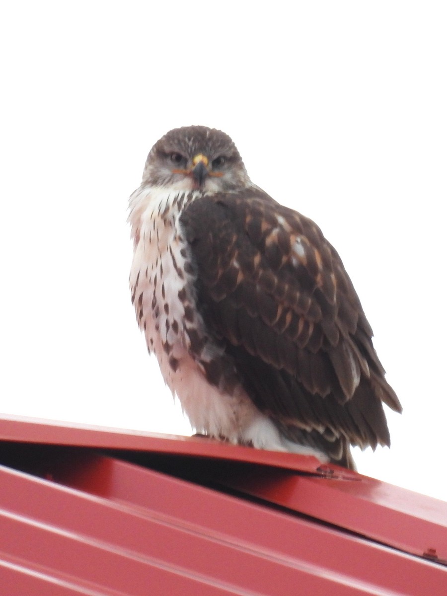 Ferruginous Hawk - ML646188543