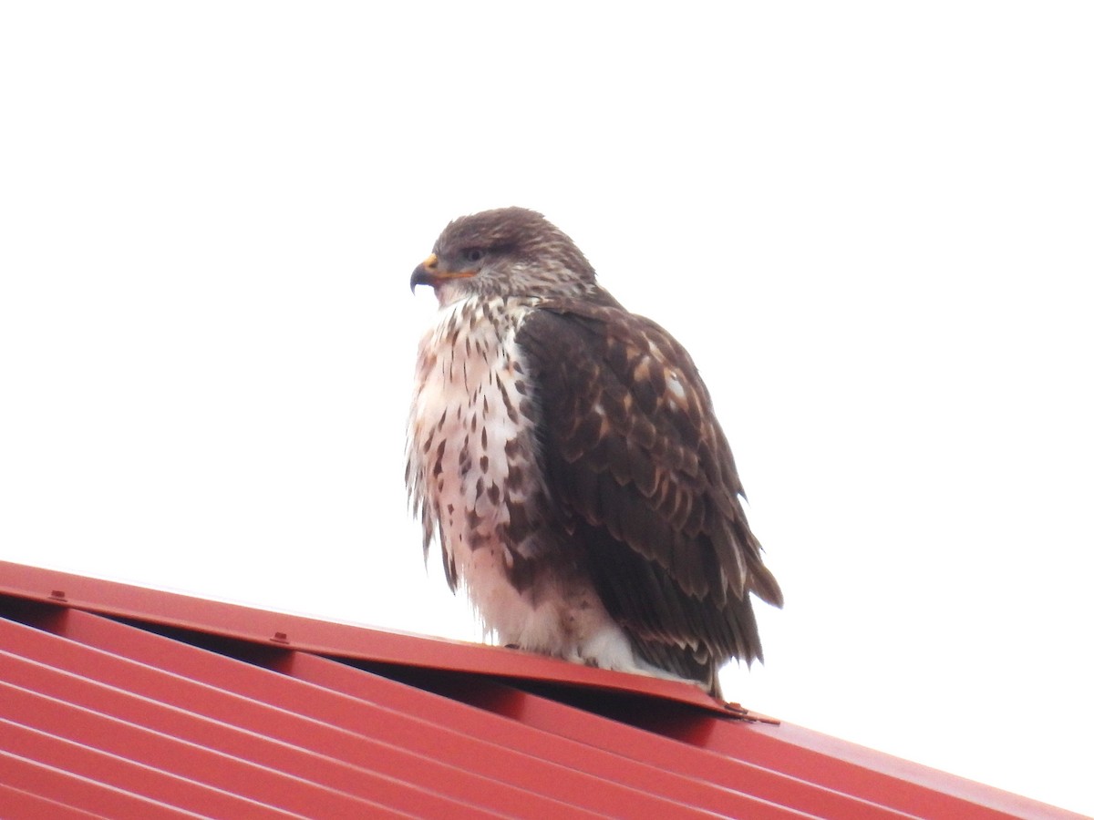 Ferruginous Hawk - ML646188544