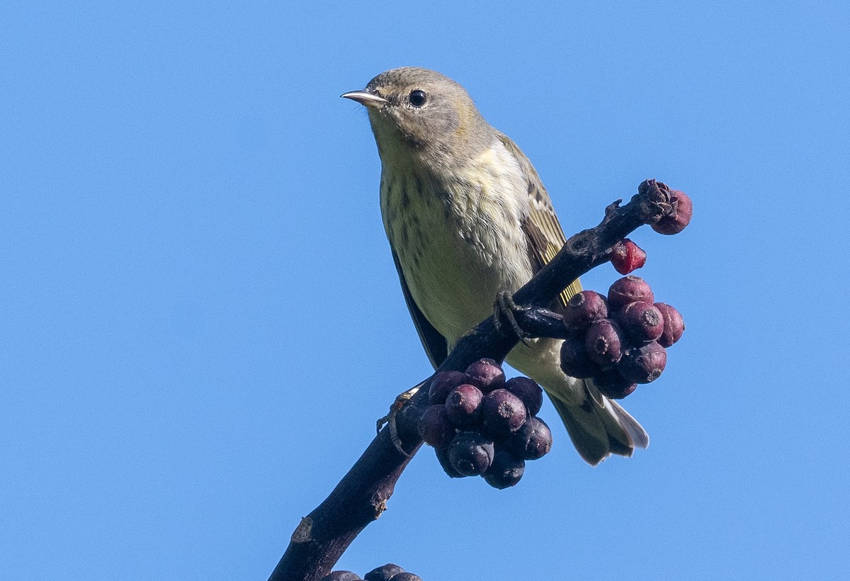 ホオアカアメリカムシクイ - ML646188547