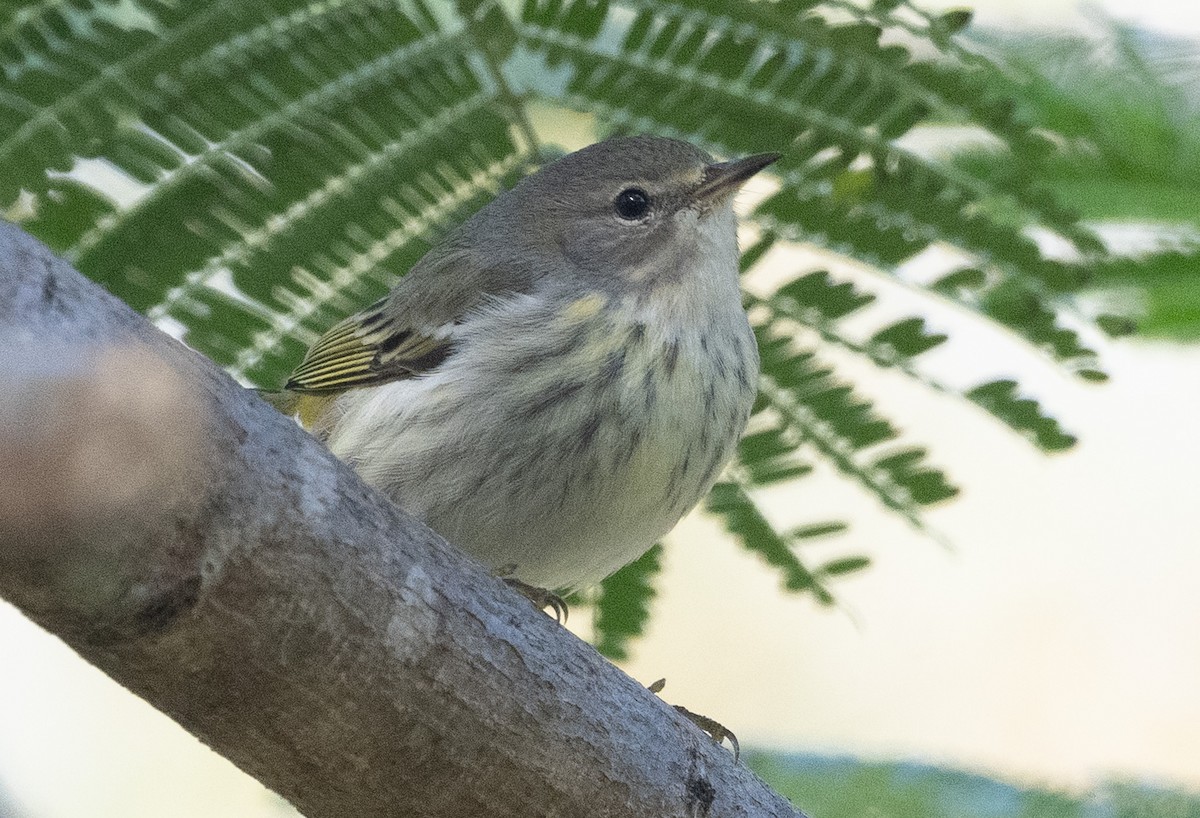 ホオアカアメリカムシクイ - ML646188550