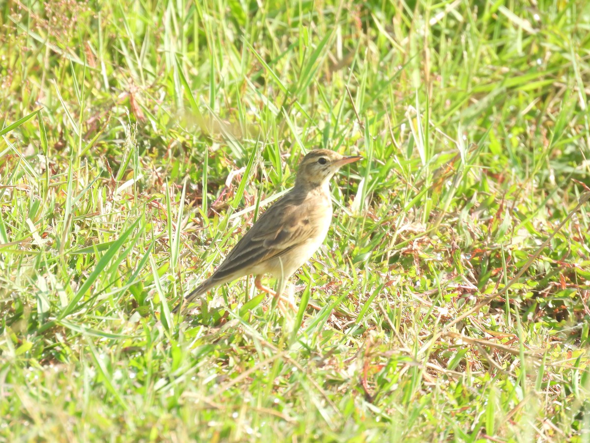 Paddyfield Pipit - ML646188551