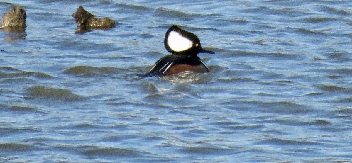 Hooded Merganser - ML646188556