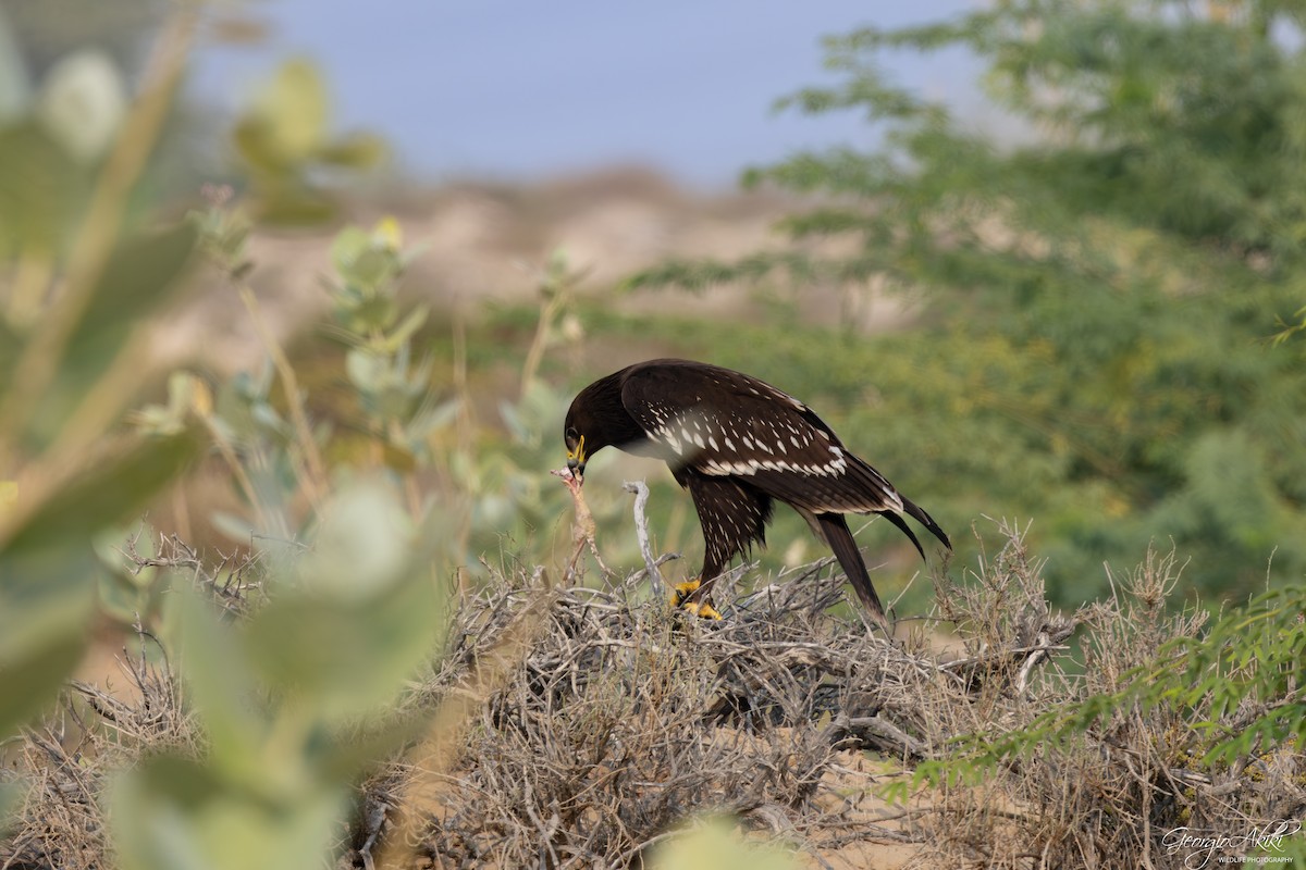 orel volavý - ML646188559