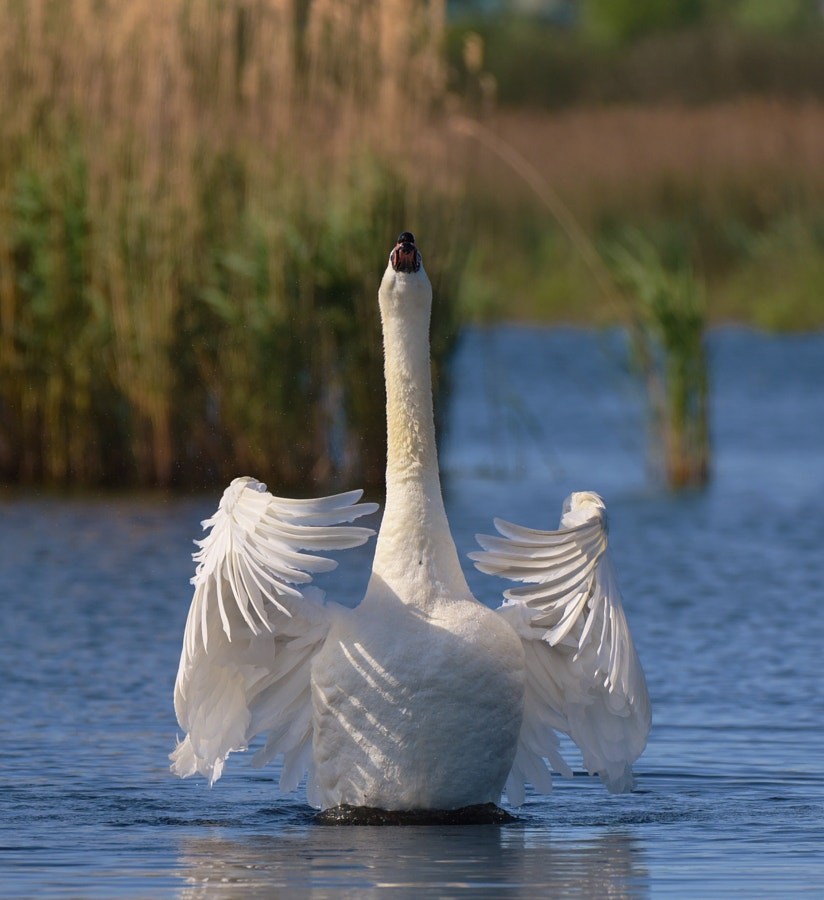 ברבור מצוי - ML646188560