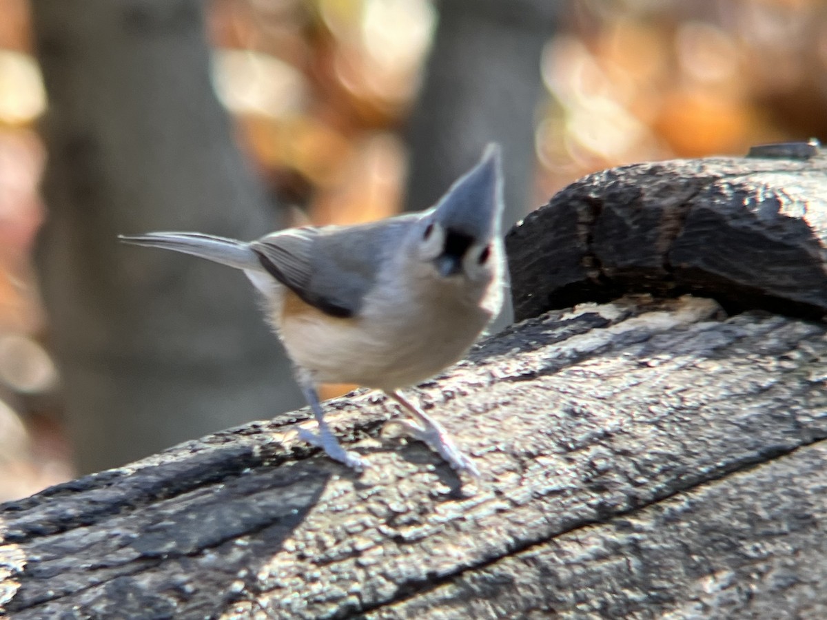 gråduskmeis - ML646188566